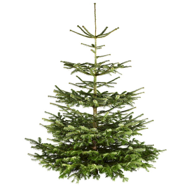 Juletræ Nordmannsgran - Køb Kunstige juletræer online | SILVAN