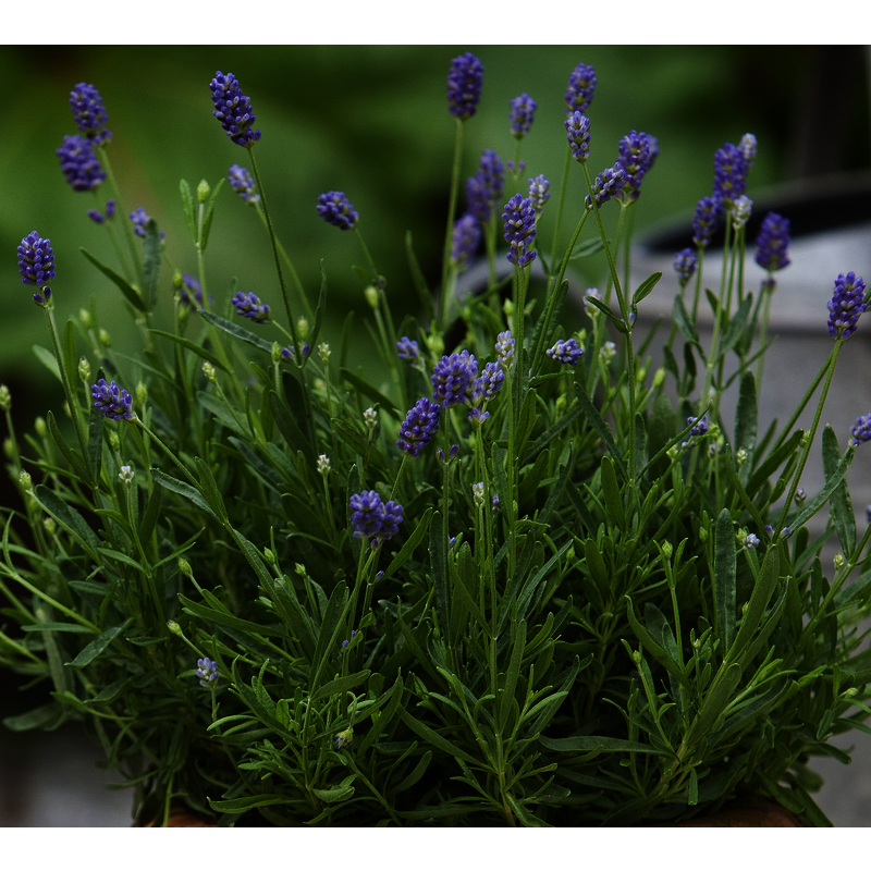 Lavendel, Lavandula hidcote Ø11