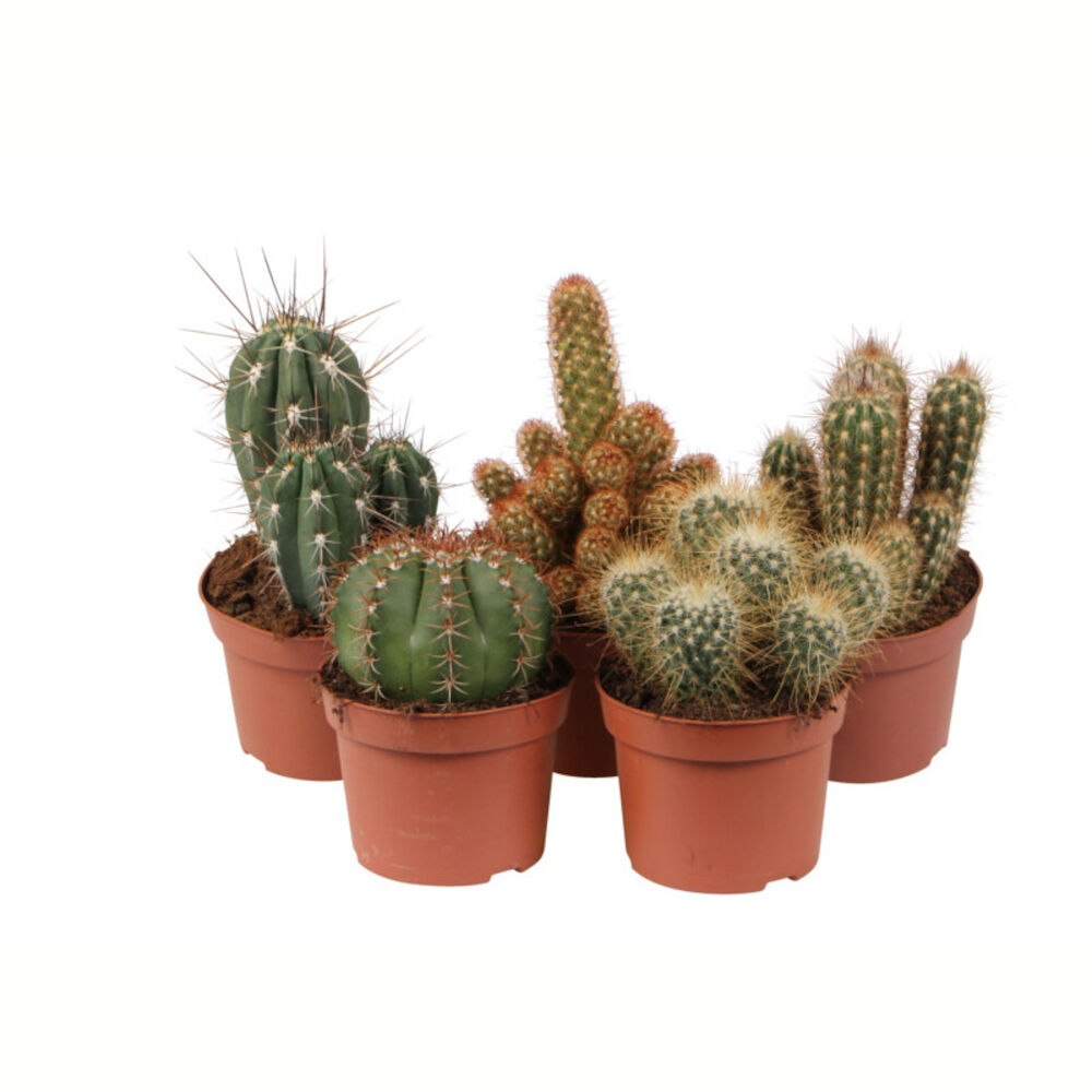 Lille kaktus, Cactaceae - 12 cm cm