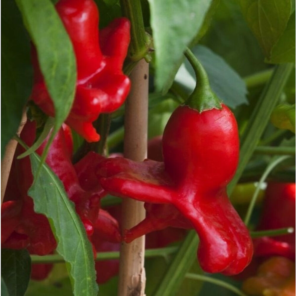 Økologisk Jamaican Chiliplante, Ø: 11,5 -
