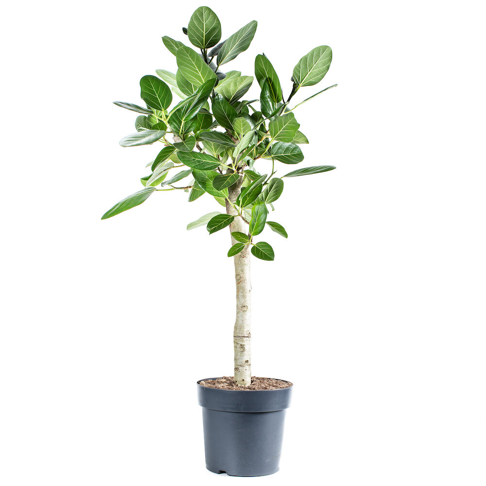Ficus Benghalensis Audrey, opstammet, cm -